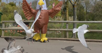 Zoo seeks ‘outgoing’ worker to wear big bird costume and scare seagulls