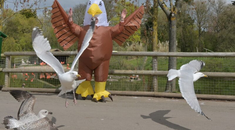 Zoo seeks ‘outgoing’ worker to wear big bird costume and scare seagulls