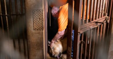 Lions, a bear and a camel say goodbye to Puerto Rico's zoo