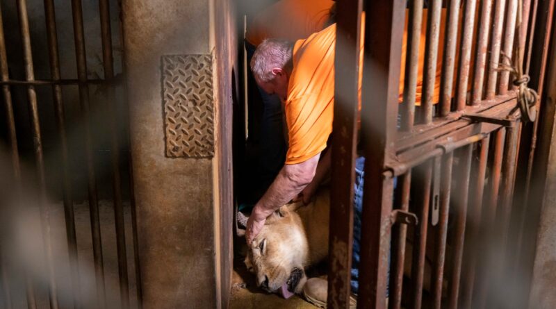 Lions, a bear and a camel say goodbye to Puerto Rico's zoo