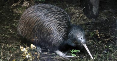 Miami zoo apologizes after treatment of kiwi bird ‘offended a nation’