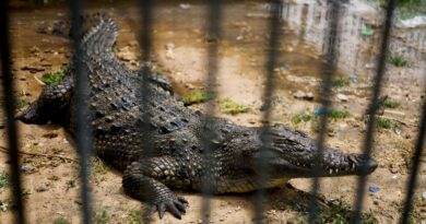 An isolated crocodile laid eggs. She impregnated herself, scientists say.