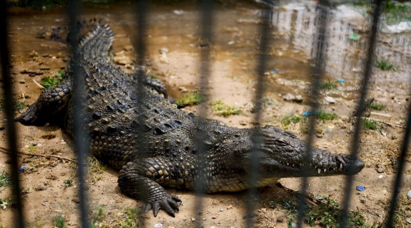 An isolated crocodile laid eggs. She impregnated herself, scientists say.