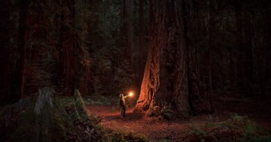 Woman alone in ancient sequoia forest, illuminated