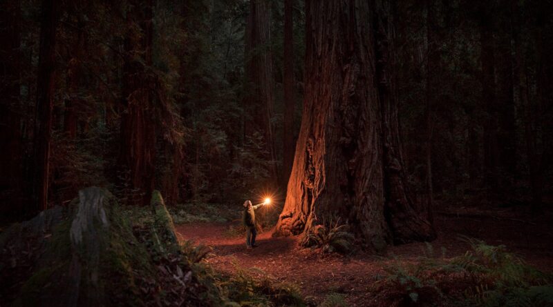 Woman alone in ancient sequoia forest, illuminated