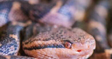 Attacked by Amazon’s largest venomous snake, man survives days in jungle