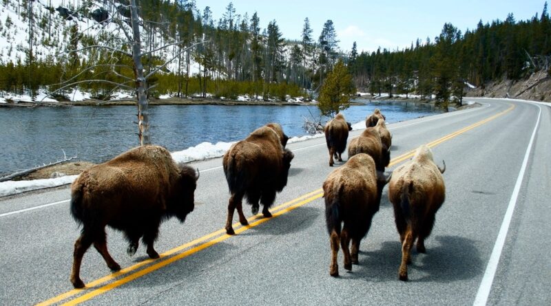 Buffalo walking on a road next to a lake