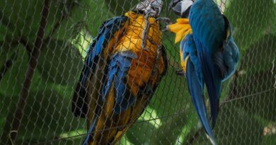 A lovers’ tale of romance, fidelity and the aviary netting keeping them apart