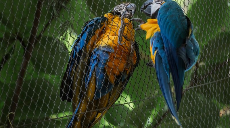 A lovers’ tale of romance, fidelity and the aviary netting keeping them apart