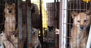 South Korea unveils plan to ban dog meat by 2027