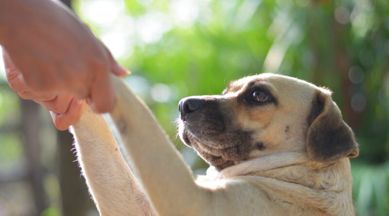 Divorced couple’s dog is legally a family member, Colombian court says