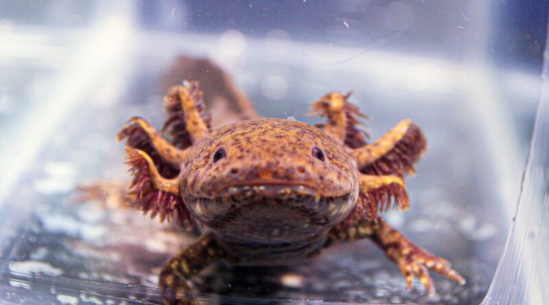 Mexico wants you to adopt an axolotl, the amphibian that never grows up