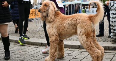 Why do dogs wag their tails? Humans liked the rhythm, study suggests.