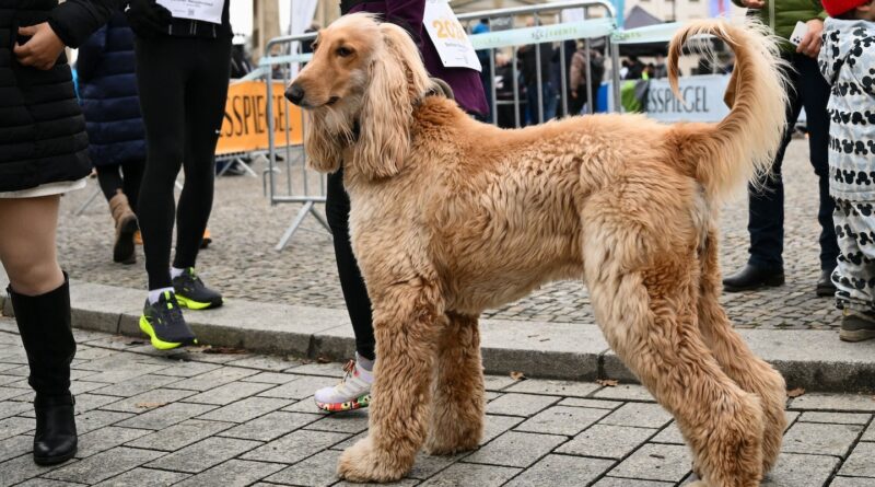 Why do dogs wag their tails? Humans liked the rhythm, study suggests.