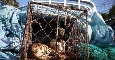 South Korea bans dog meat trade as animal welfare attitudes shift