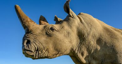 Scientific breakthrough may save northern white rhino through surrogacy