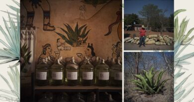 The plants used to make the world’s best mezcal are disappearing