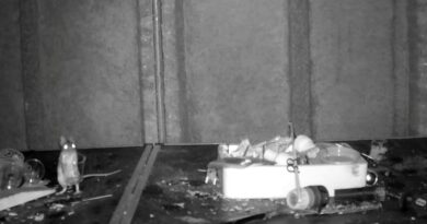 Mouse caught on camera cleaning a man’s shed, night after night