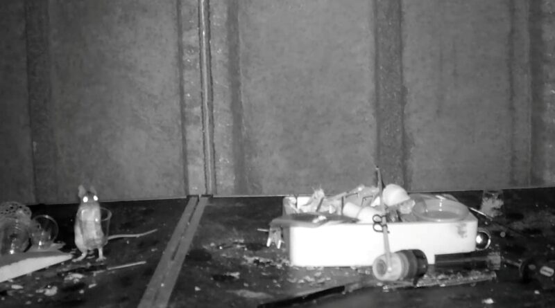 Mouse caught on camera cleaning a man’s shed, night after night