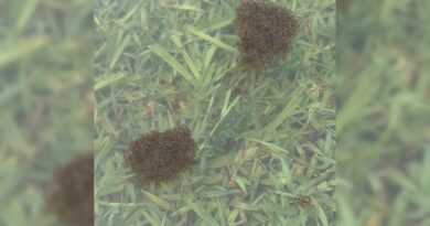 Invasive fire ants form ‘rafts’ as they spread on Australia’s waterways