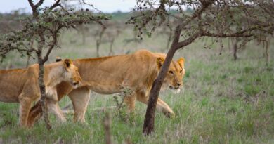 In Kenya, the king of the jungle faces a new challenge — ants