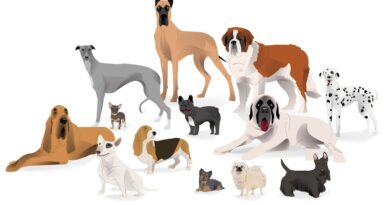 Which dog breeds live the longest? Take our quiz