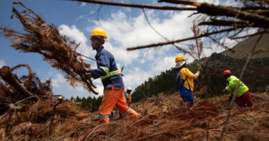 South African city copes with climate change by chopping down trees