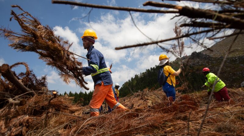 South African city copes with climate change by chopping down trees