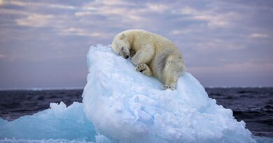 Polar bear’s iceberg snooze melts hearts, wins wildlife photo award