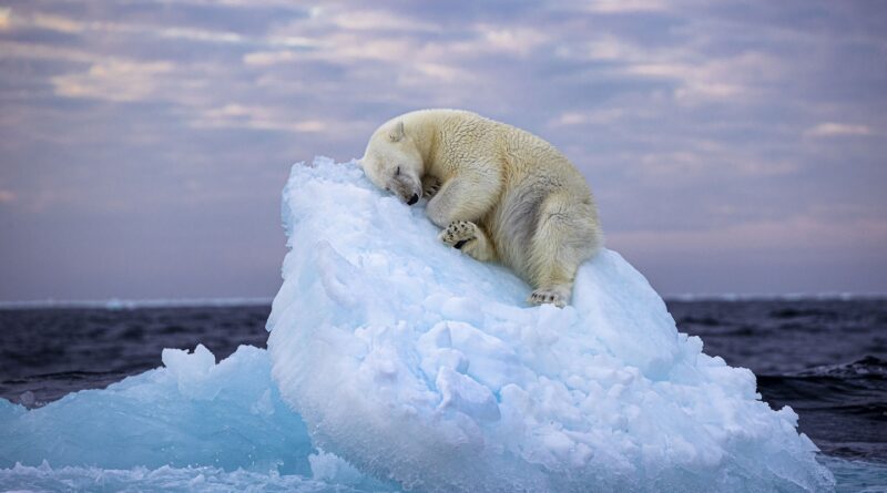 Polar bear’s iceberg snooze melts hearts, wins wildlife photo award