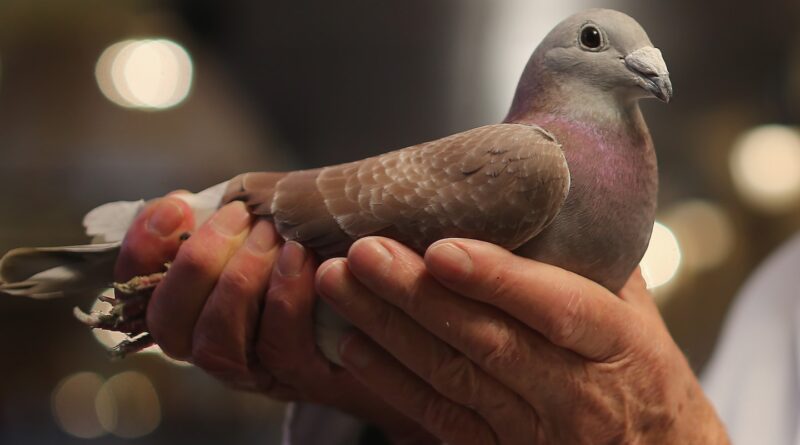 PETA says it ‘rescued’ racing pigeons from King Charles, urges end to sport