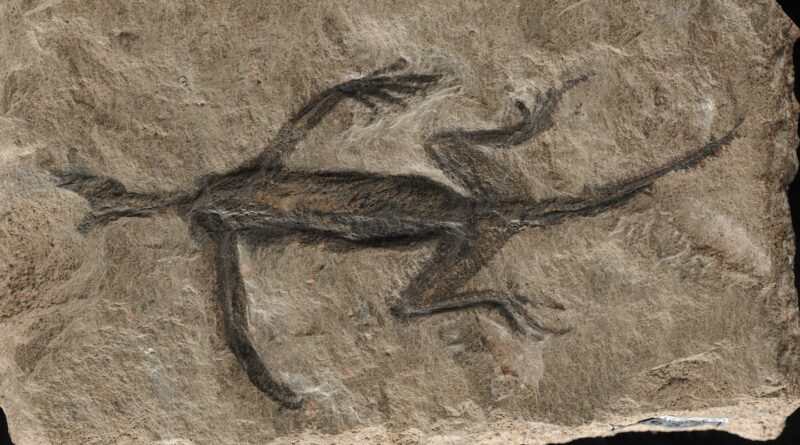 Scientists have studied a peculiar fossil since 1931. It was a fake.