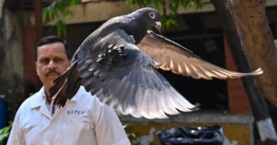 Pigeon accused of spying for China freed in India after 8-month detention