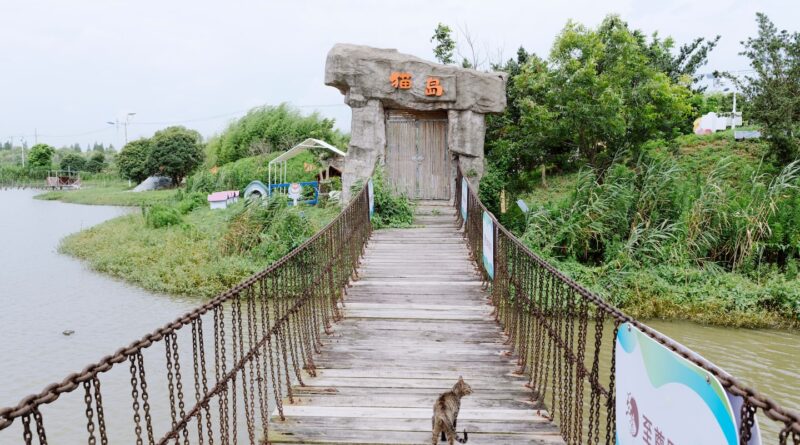 Welcome to China’s Cat Island, where lucky strays wait for a new home