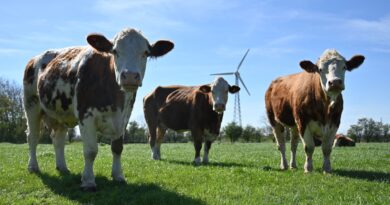 A world-first emissions tax is going after gassy cattle