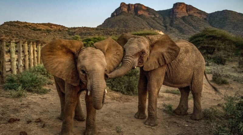 Orphaned as babies, these elephants returned to the wild amid bittersweet tears