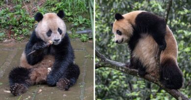 U.S. to receive first pandas in 20 years after farewell party in China