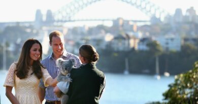 Is it cruel to cuddle a koala? Sanctuary stops hugs amid debate.