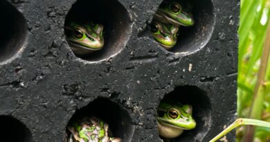 A fungus is killing frogs. Homemade saunas might save them, scientists say.