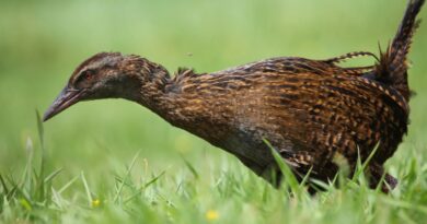 American reality show contestant kills, eats protected bird in New Zealand