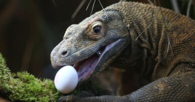 Komodo dragons have iron-coated teeth to rip apart prey, scientists find