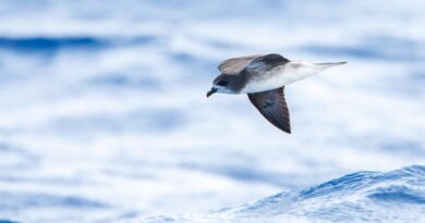 Most birds avoid hurricanes. This species chases them, scientists say.