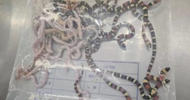 Man caught trying to smuggle 104 live snakes — in his pants