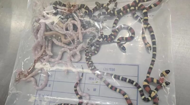 Man caught trying to smuggle 104 live snakes — in his pants