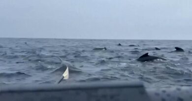 Whale pod joins solo rower in the Atlantic, rocking boat and blowing bubbles